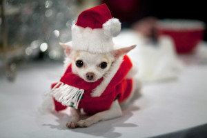 pets in Christmas outfits and by being super-excited about Christmas ...