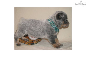 Related Pictures australian cattle puppy dog wallpaper