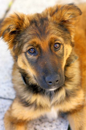 protect #pets against free #radicals and other dangerous #toxins