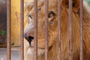 Zoo Animal Abuse Animal cruelty, egypt, zoos,