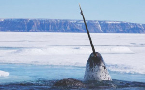 Adopt a Narwhal