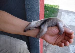 ... leg, fat Chinchillas, anteater hug, small baby chinchilla, ameisenbär
