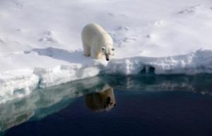 Polar bears 'face extinction in less than 70 years because of global ...