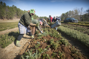 Master Gardeners, Natural Resource Stewards Help State Forest Nursery ...