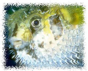 Conservation Critters Puffer Fish Inch Ccr