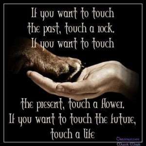 ... Most Beautiful #Dog #Death #Quotes That Will Bring Tears To Your Eyes