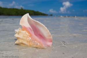 ... on the symbolism of the conch relate it to symbols we use today