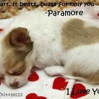 puppy quotes photo: Love Song quote Pup LovePic.jpg