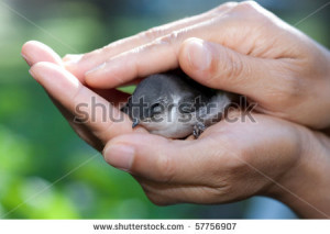 145069 More Similar Stock Images Of Caring Hand