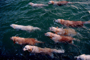 dog, dogs, swim, water