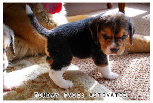 Monday face: Activated, funny grumpy puppy photo