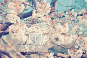 bird cage, blossom, flowers, vintage