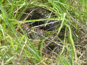 Herps.... an itch that just never goes....