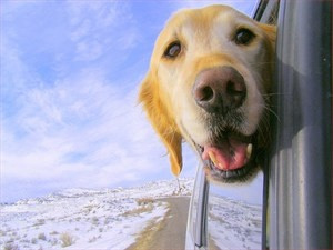 quotes about dogs...nice