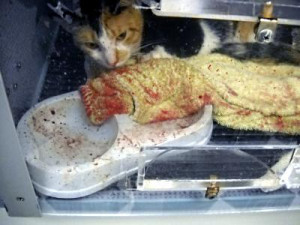 Vet Tech Sayings Recently-declawed-in-louisiana ...