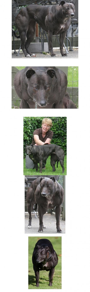 American Bully Breed Dogs