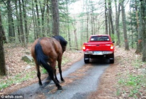 Pictures of an elderly man pulling his horse using his pickup truck in ...
