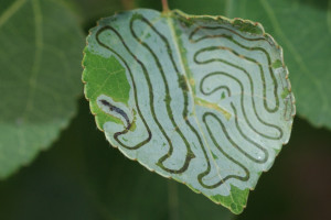 Aspen Leaf Identification