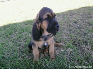 ... bloodhound babby 8 weeks dog picture cute and funny pet wallpaper