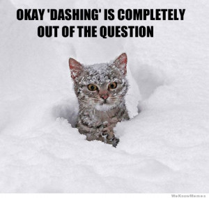 cat-in-snow-meme