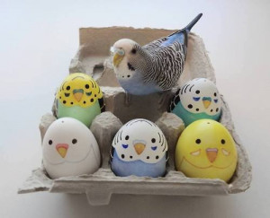 cute adorable kawaii animal eggs bird pet egg parakeet budgie easter ...