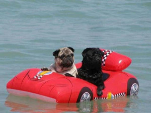 Funny dogs couple driving a car in river