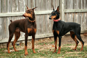 Your favorite breeds and whether you would own them