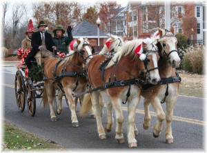 Haflinger Four-in-Hand at Harbor Town