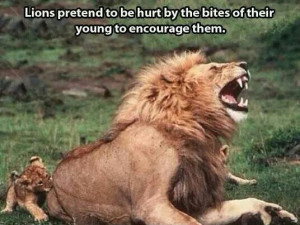 Good Dad Lion! Reminds me of my son and I and our Weekly Alpha Male ...