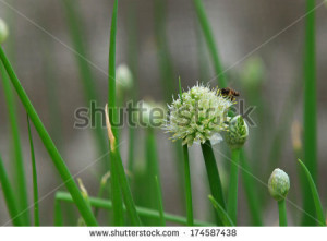 Love Honey Made Of Flower Pollen On The White Background Stock Bee And ...