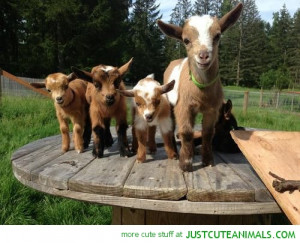 cute animals wild wildlife species planet earth nature pics pictures ...