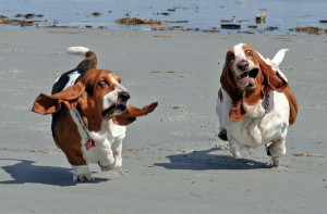funny running basset hound
