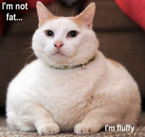 not fat I’m fluffy – Positive cat is positive