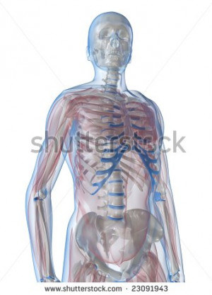 Transparant Muscles With Skeleton Stock Photos Image