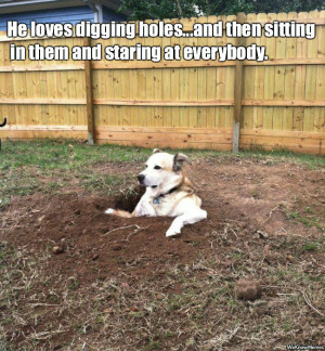 He loves digging holes and then sitting in them and staring at ...