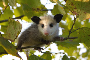 opossum pictures funny cute picture of a baby possum animal free