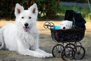 Mother with her baby relexing its funny animal dogs