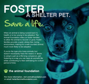The Animal Foundation Needs Fosters