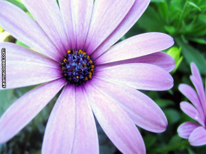 myspace backgrounds flowers backgrounds lavender flower