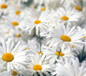 ... daisy flowers gerbera daisy flower wallpaper beautiful daisy flowers