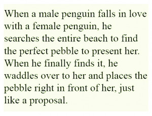 Penguin Love Quotes Emporer penguin love pebble