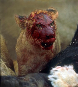 Baby lion having an afterschool snack