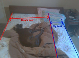 dogs-bed