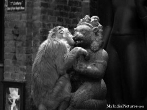 Monkey Kissing Statue Funny