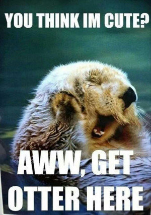 otter #cute #puns | www.sheddaquarium.org/sea-otters Laugh, Puns ...