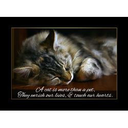 pet_cat_sympathy_card_loss_of_pet_pk_of_10.jpg?height=250&width=250 ...