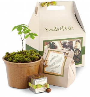 Home Gift Types Gift Ideas Home Decor Seeds of Life Oak Tree Kit