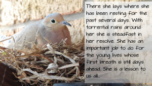 Life Lesson Learned From A Dove