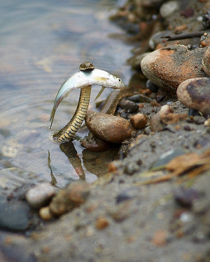 Snake eats a fish in the water