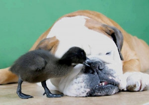 Submit a comment Cancel reply